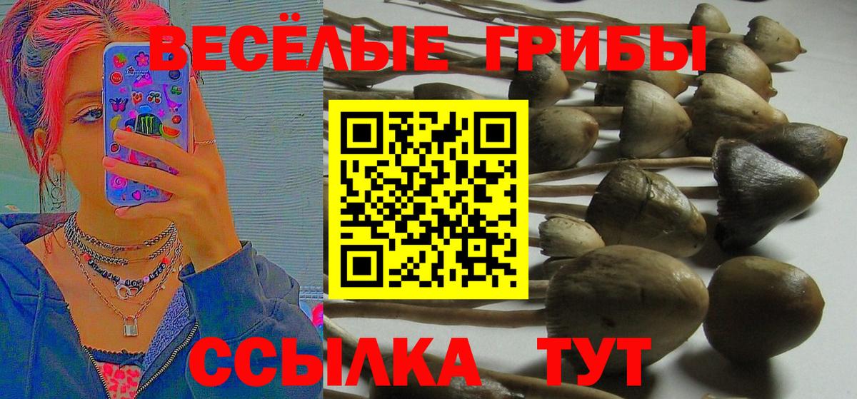 купить наркоту  Камышлов  Галлюциногенные грибы Psilocybe 